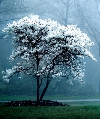 White Magnolia Tree - Obrázkek zdarma pro 750x1334