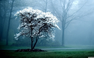 Free White Magnolia Tree Picture for Android, iPhone and iPad