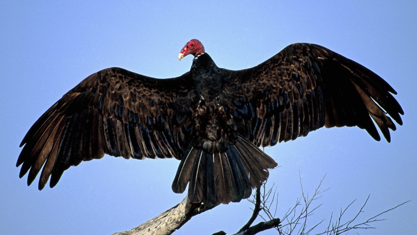 Screenshot №1 pro téma Turkey Vulture On Tree 1600x900