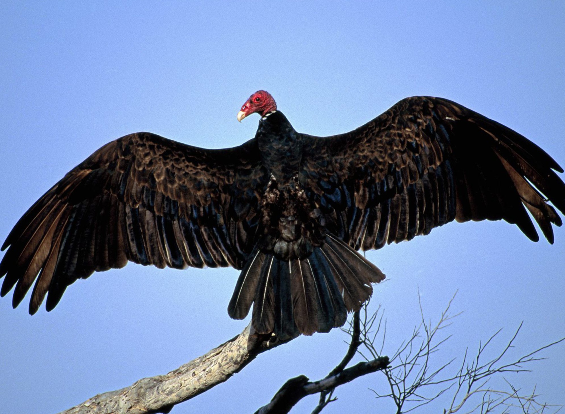 Das Turkey Vulture On Tree Wallpaper 1920x1408