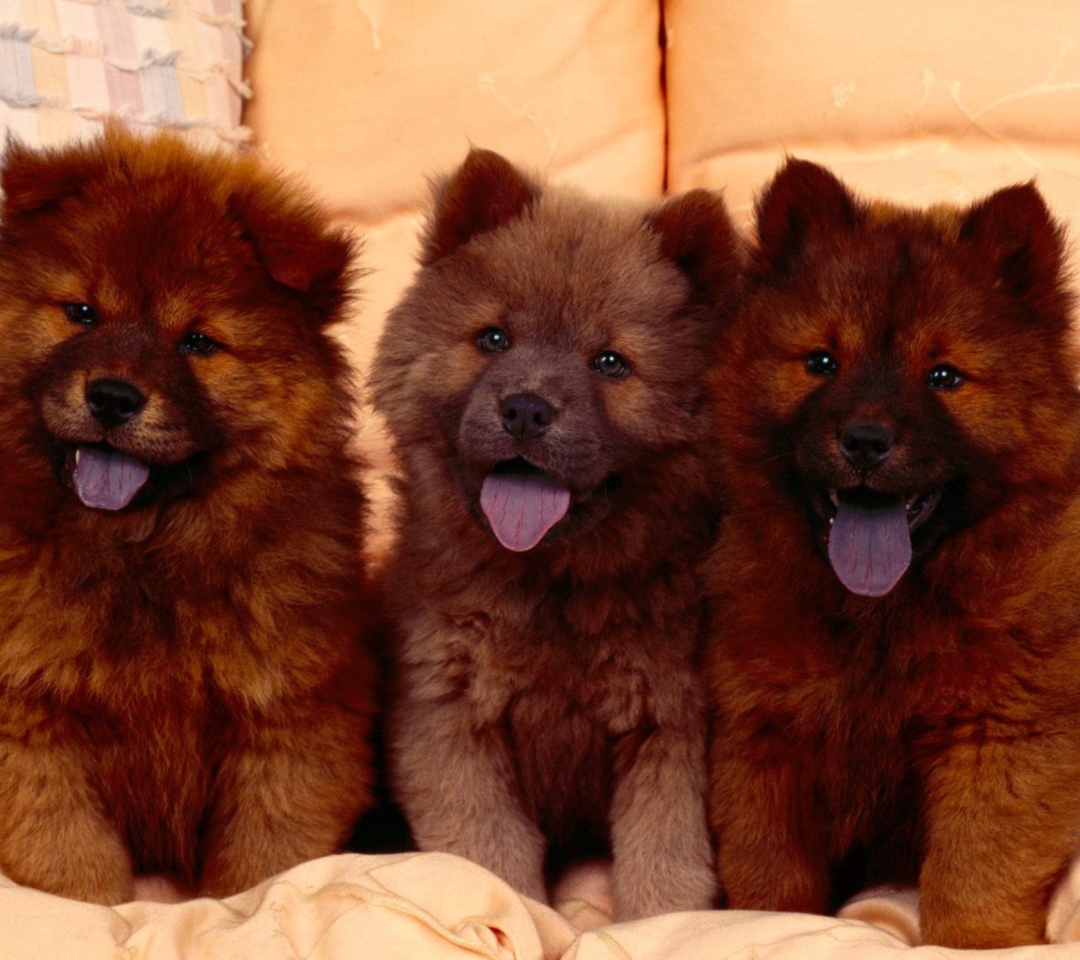 Chow Chow wallpaper 1080x960