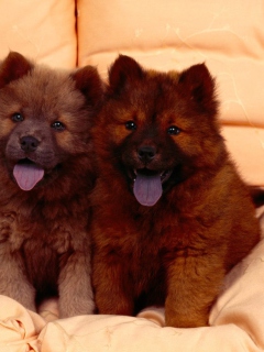 Обои Chow Chow 240x320