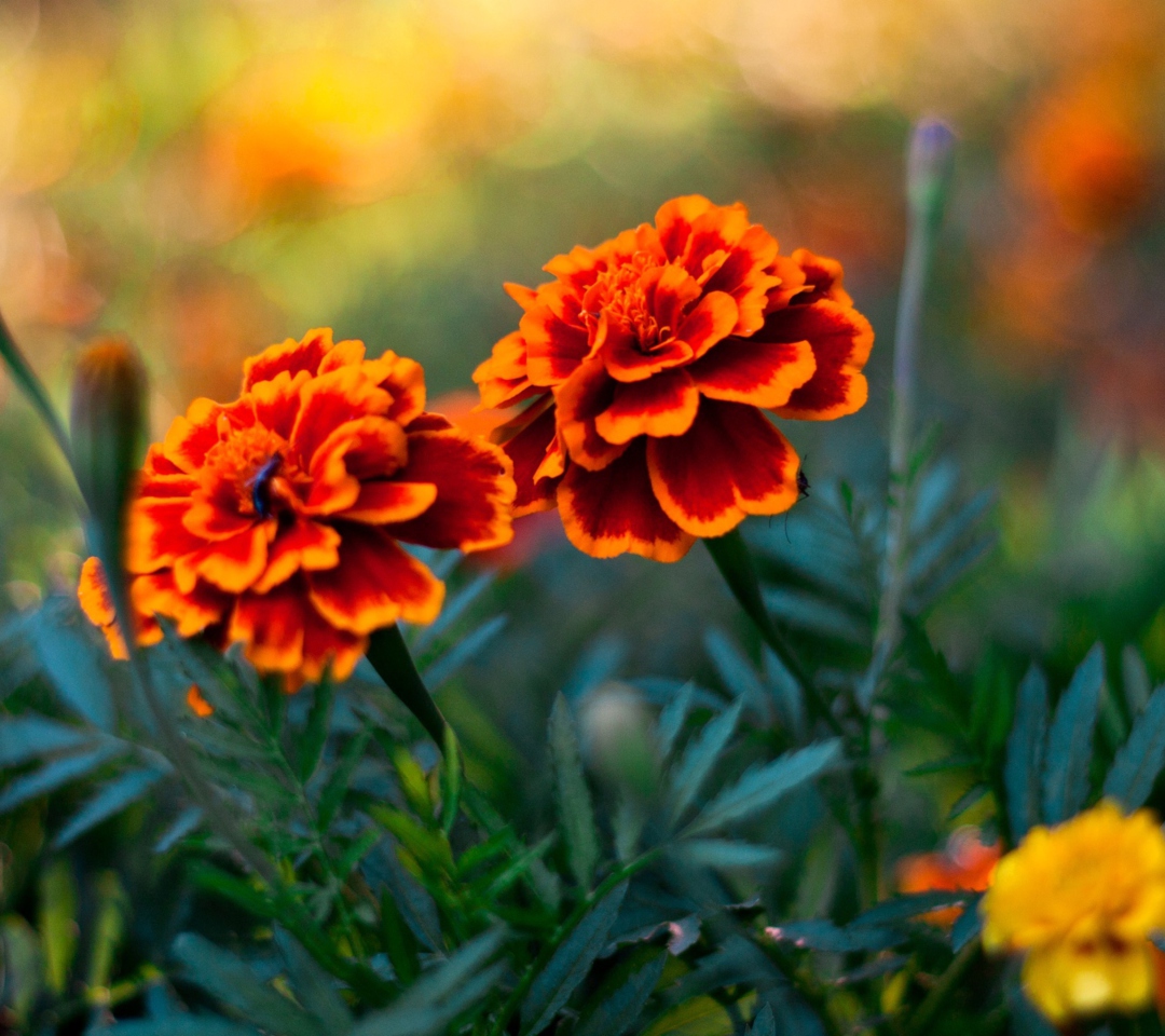 Fondo de pantalla Orange Flower Pair 1080x960