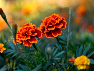 Screenshot №1 pro téma Orange Flower Pair 320x240