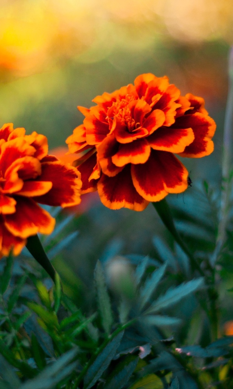 Sfondi Orange Flower Pair 480x800