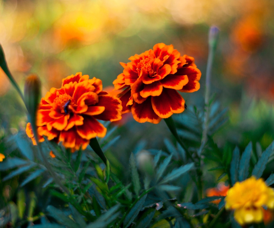 Das Orange Flower Pair Wallpaper 960x800