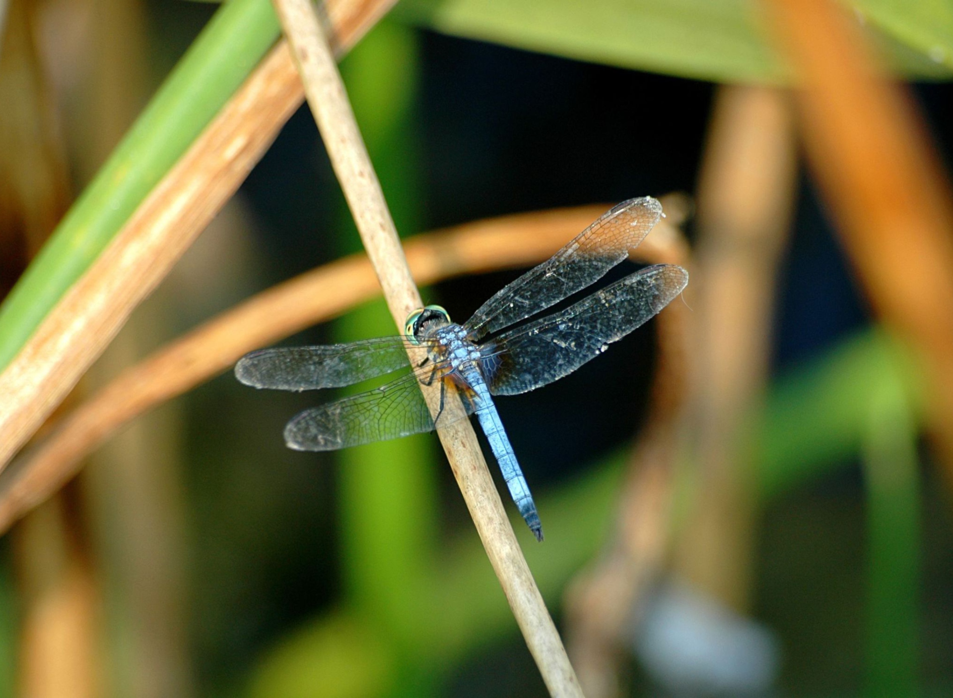 Sfondi Dragonfly 1920x1408