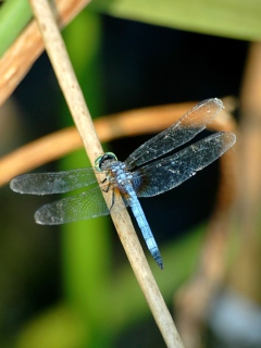 Dragonfly screenshot #1 240x320