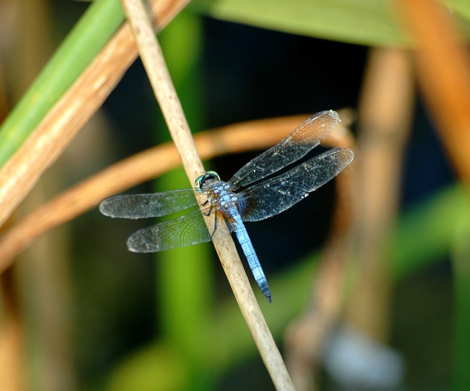 Fondo de pantalla Dragonfly 960x800