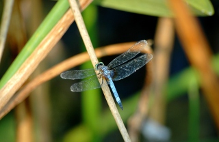 Dragonfly Background for Android, iPhone and iPad