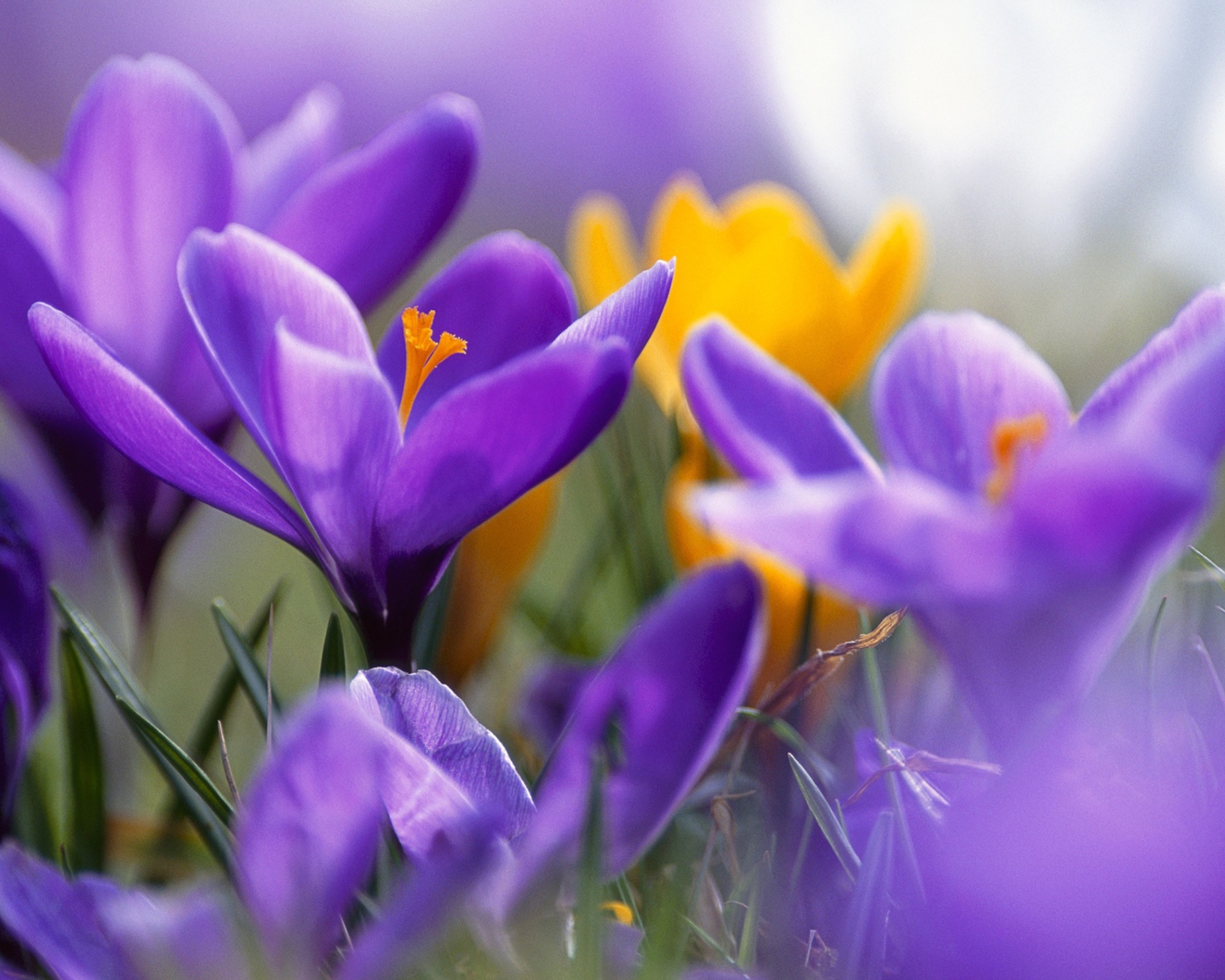 Purple And Orange Crocuses wallpaper 1600x1280