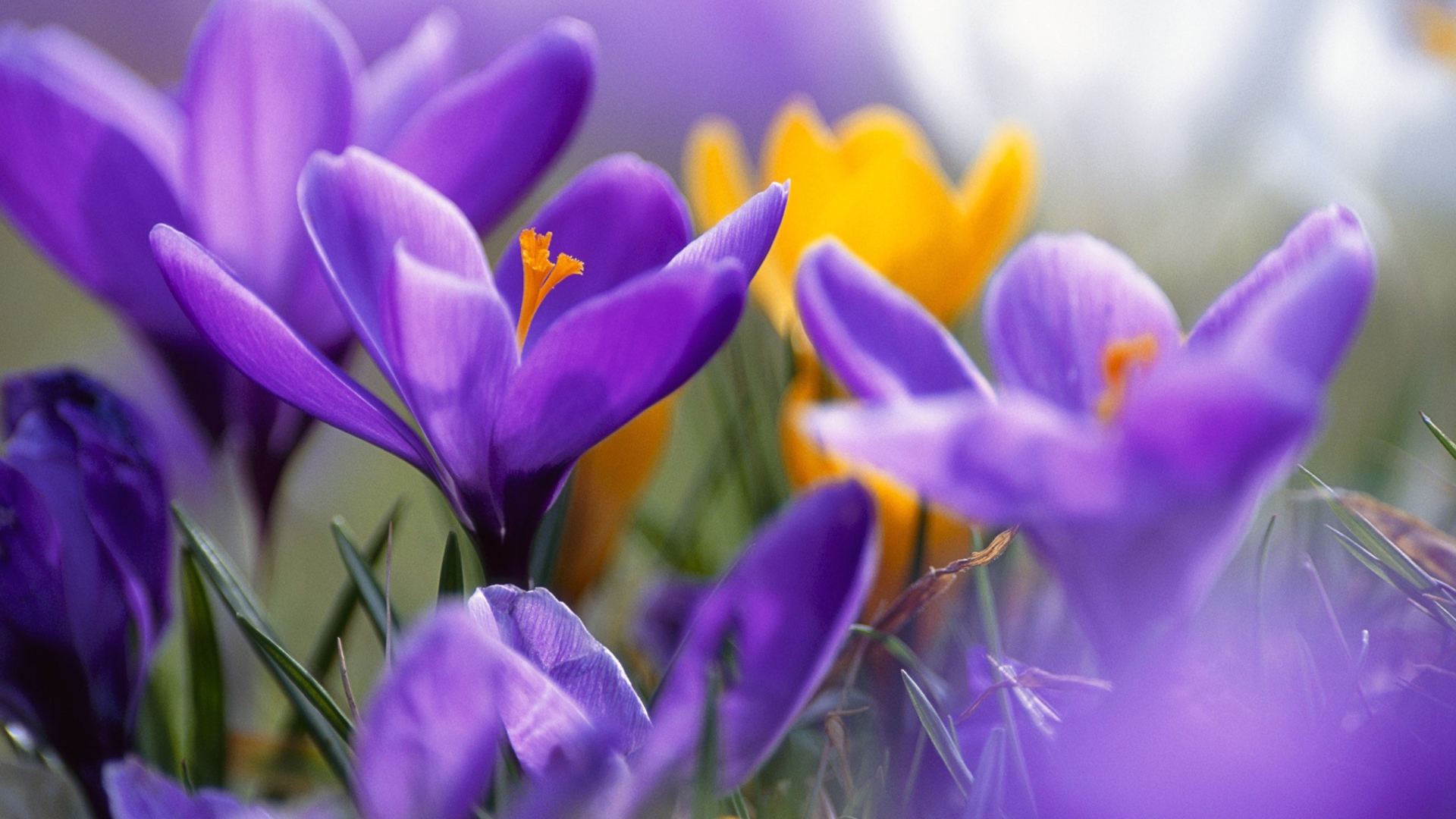 Screenshot №1 pro téma Purple And Orange Crocuses 1920x1080