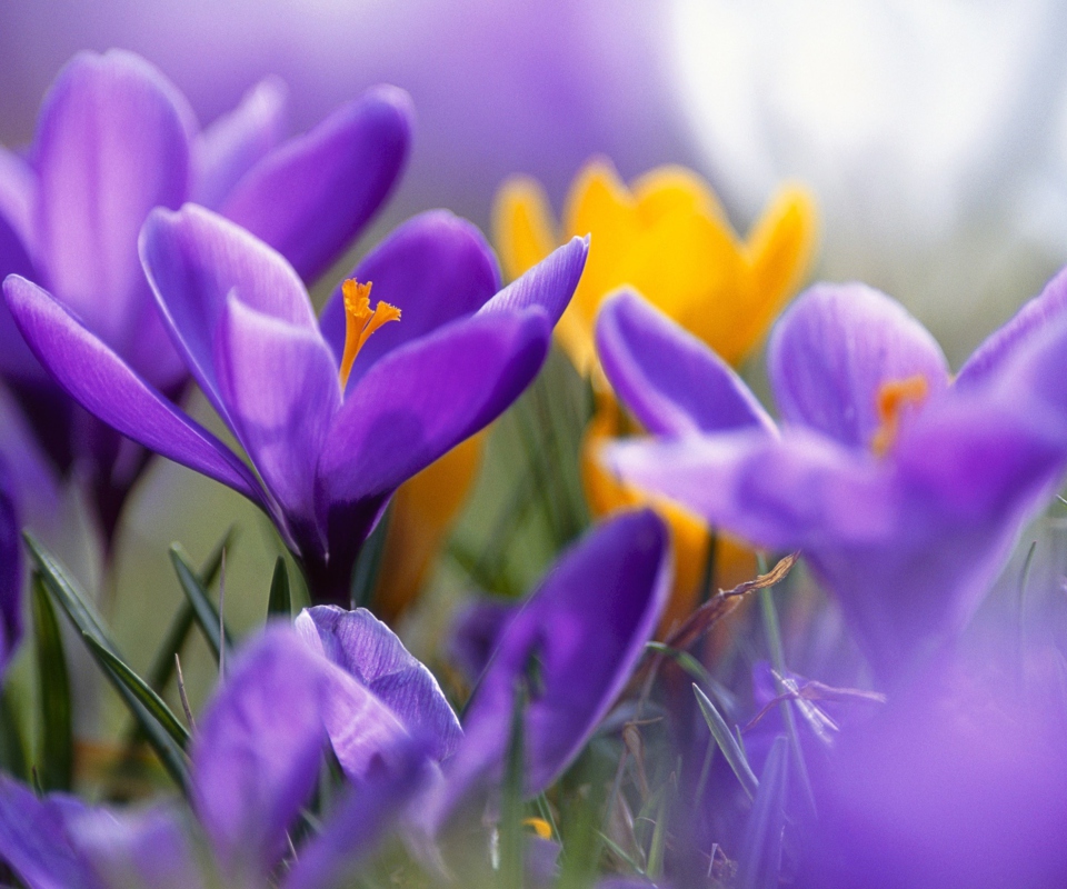 Fondo de pantalla Purple And Orange Crocuses 960x800