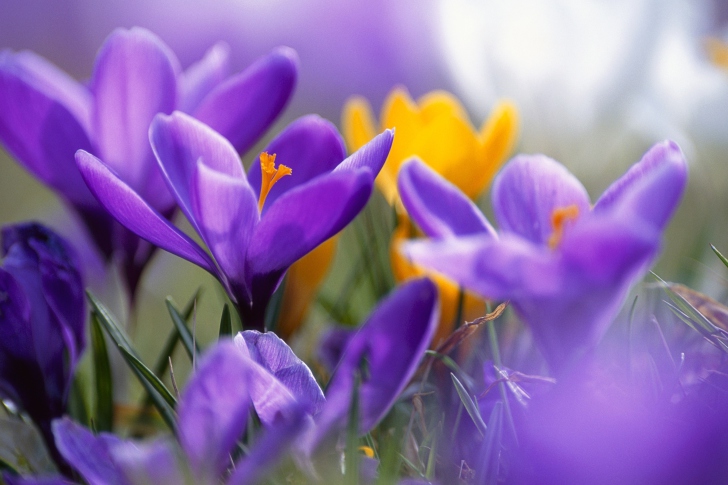 Fondo de pantalla Purple And Orange Crocuses