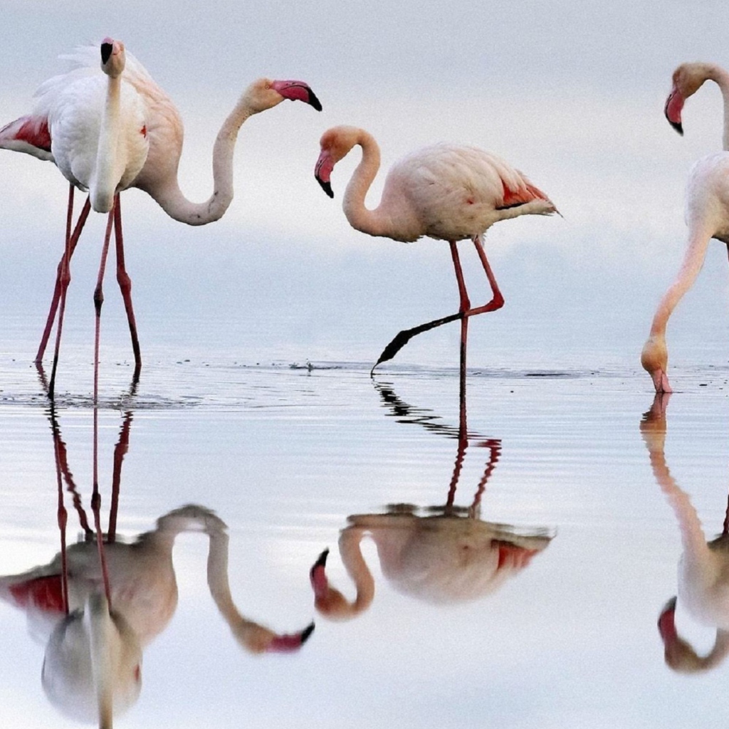 Das Flamingo Wallpaper 1024x1024