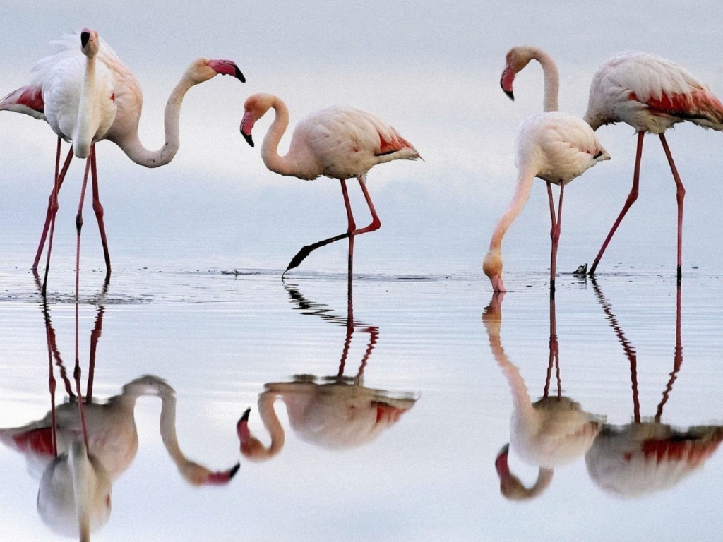 Sfondi Flamingo 1024x768