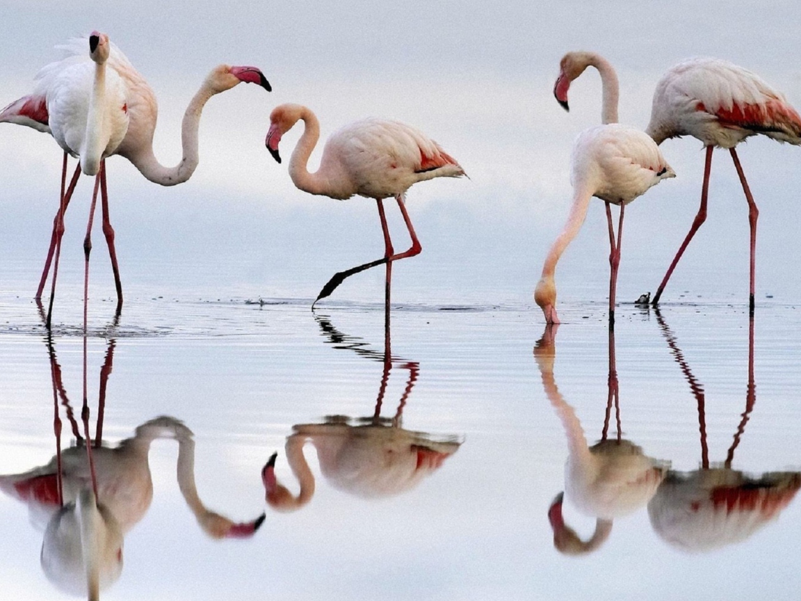 Fondo de pantalla Flamingo 1152x864