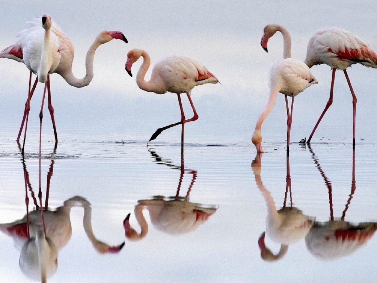 Das Flamingo Wallpaper 1280x960