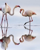 Screenshot №1 pro téma Flamingo 128x160