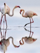 Fondo de pantalla Flamingo 132x176