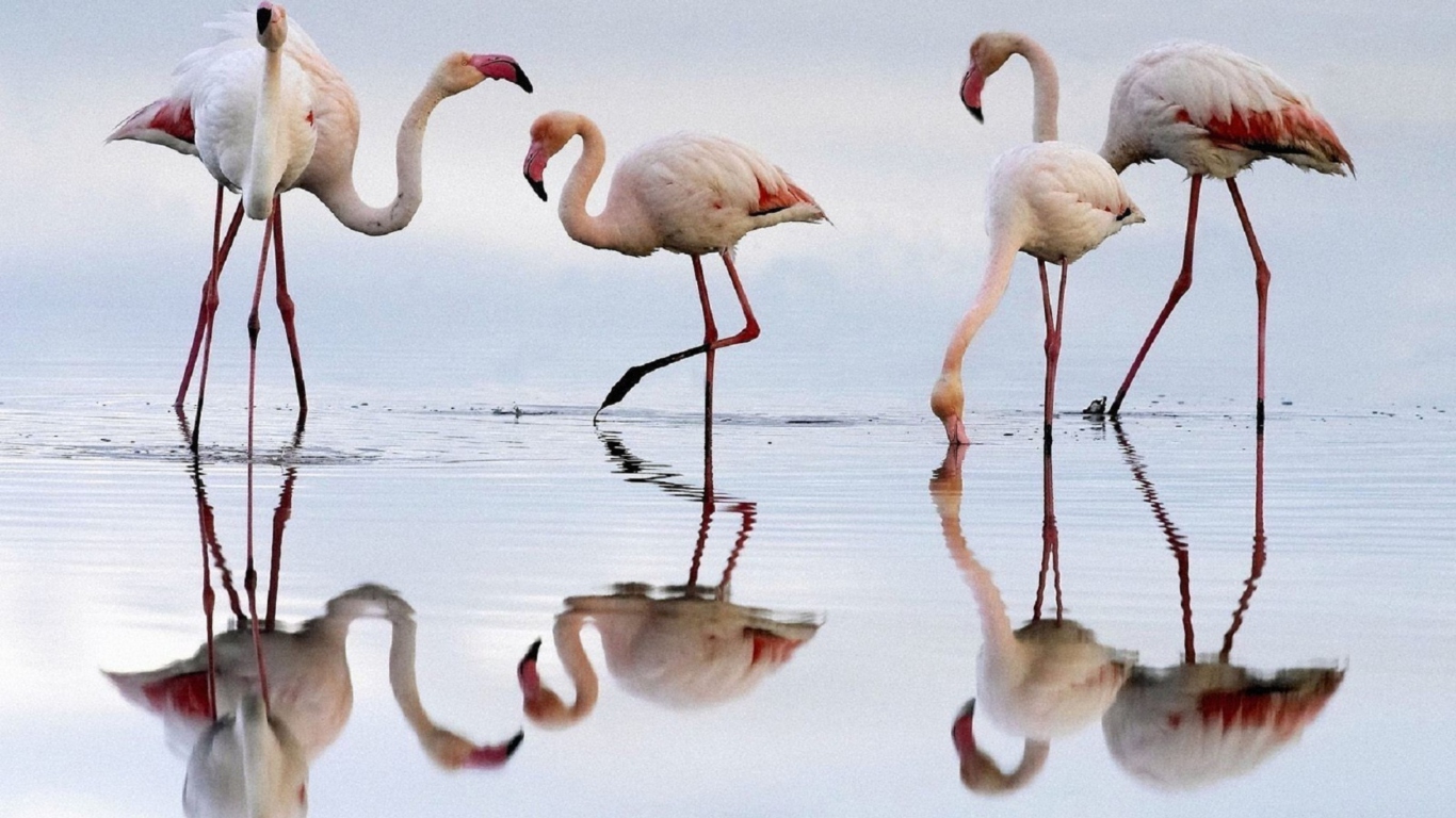 Обои Flamingo 1366x768