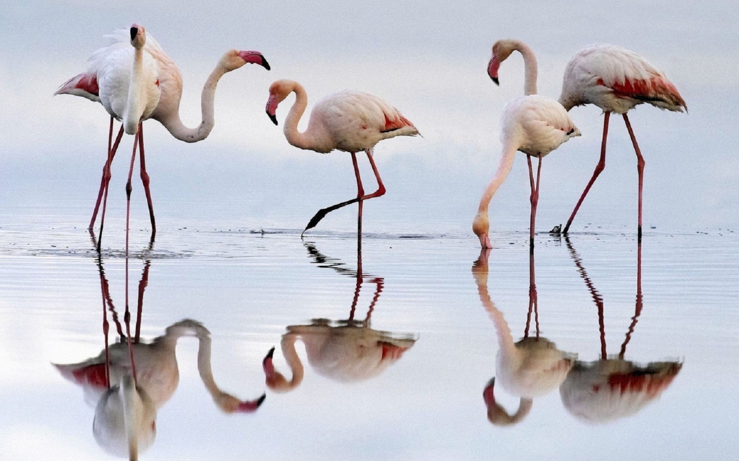 Screenshot №1 pro téma Flamingo 1440x900