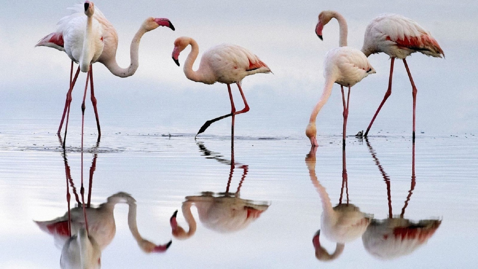 Обои Flamingo 1600x900