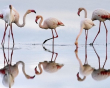 Screenshot №1 pro téma Flamingo 220x176