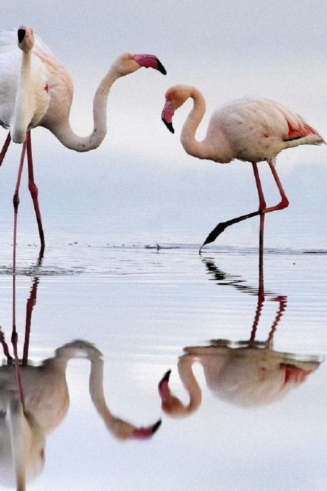 Обои Flamingo 640x960