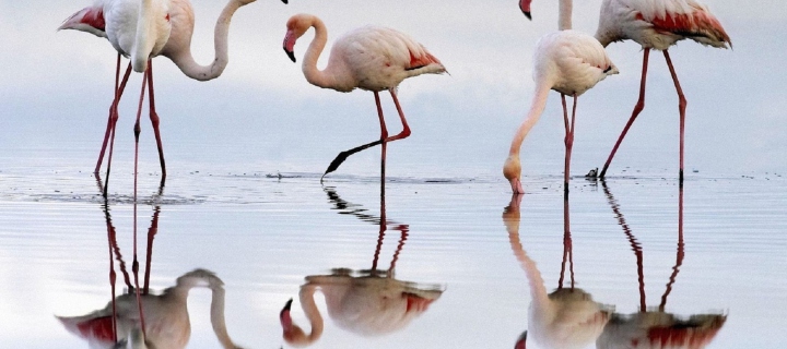 Flamingo screenshot #1 720x320