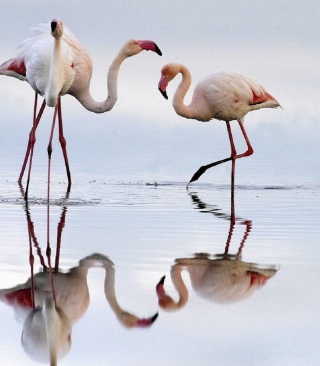 Flamingo - Obrázkek zdarma pro 768x1280