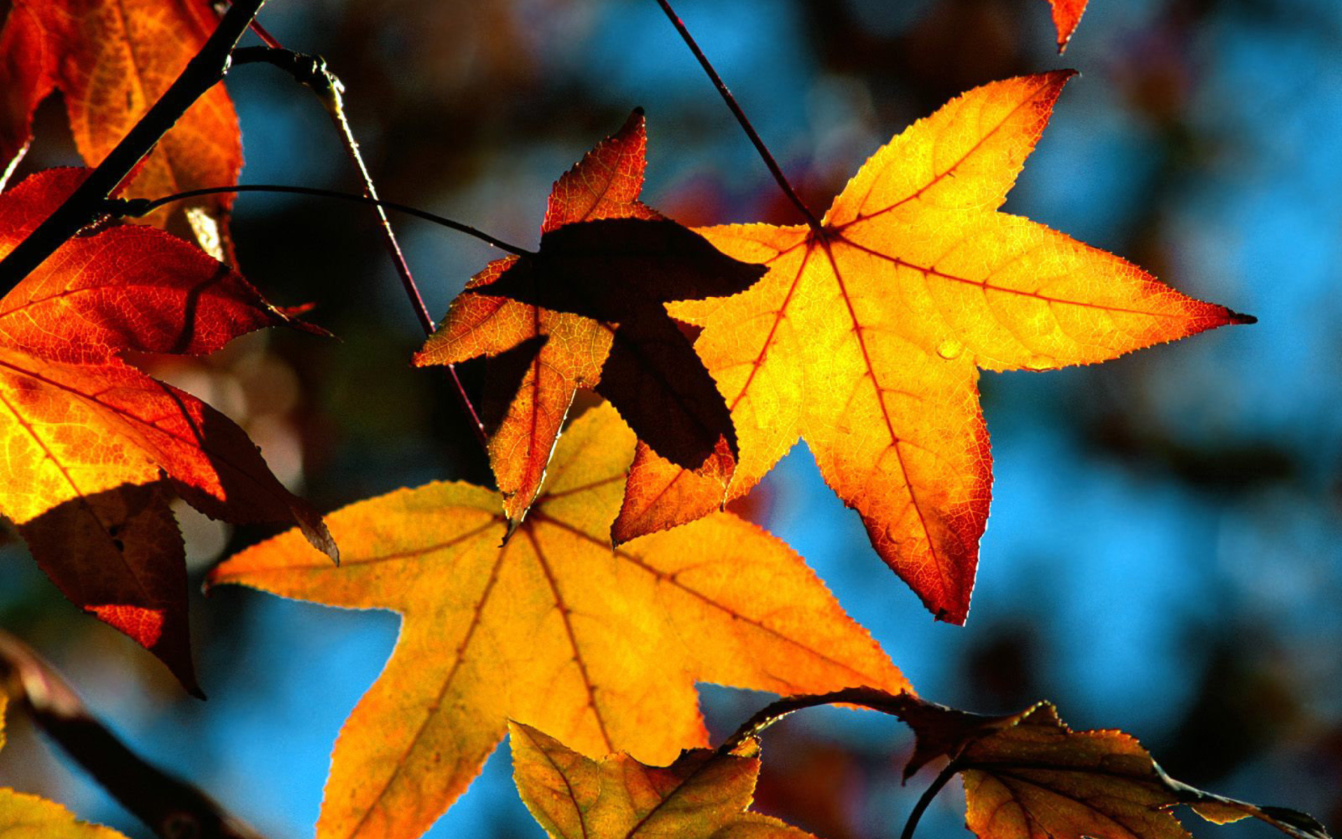 Screenshot №1 pro téma Autumn Leaves 1920x1200