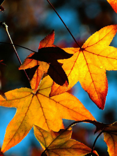 Fondo de pantalla Autumn Leaves 240x320