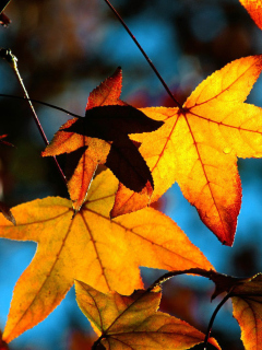 Autumn Leaves screenshot #1 240x320