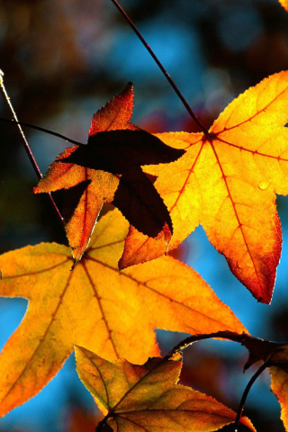 Fondo de pantalla Autumn Leaves 320x480