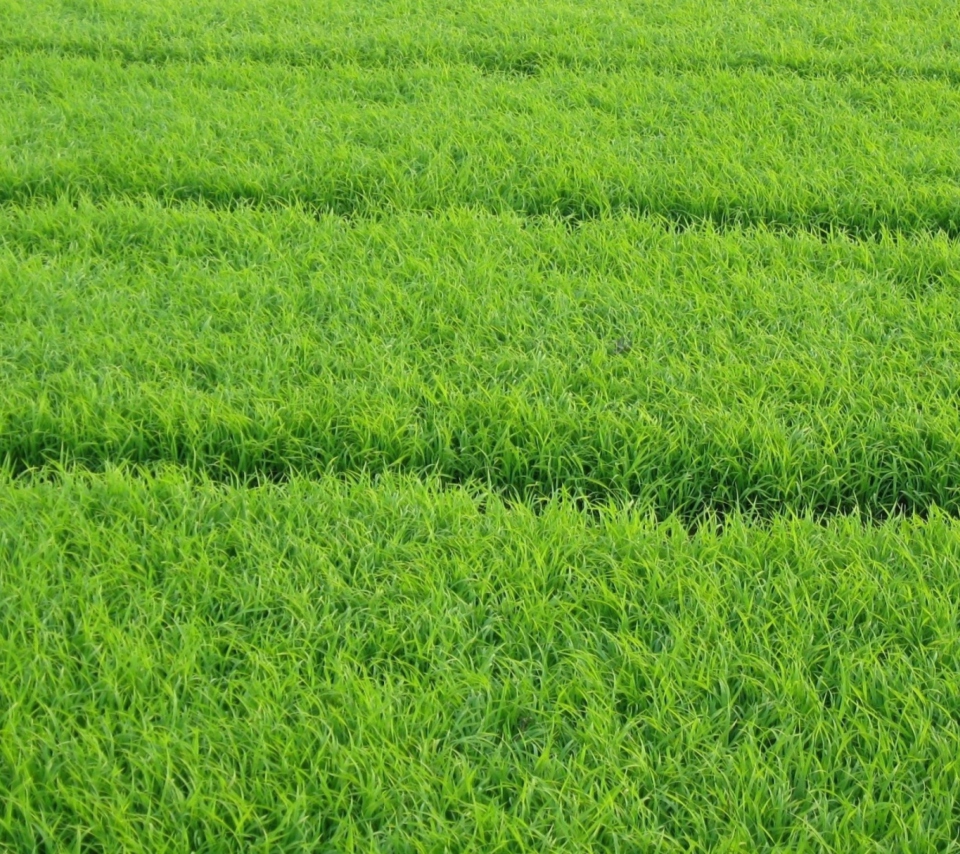 Grass screenshot #1 960x854