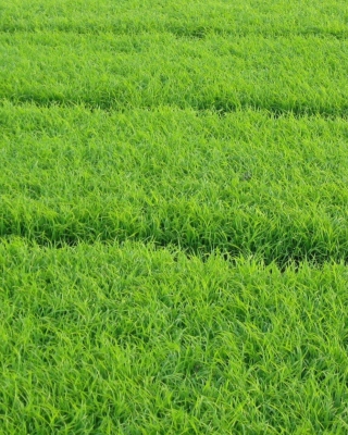 Grass - Obrázkek zdarma pro iPhone 5S