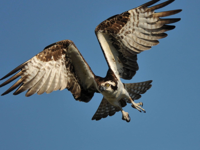 Osprey screenshot #1 800x600