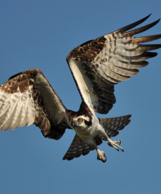 Osprey - Obrázkek zdarma pro Nokia X2