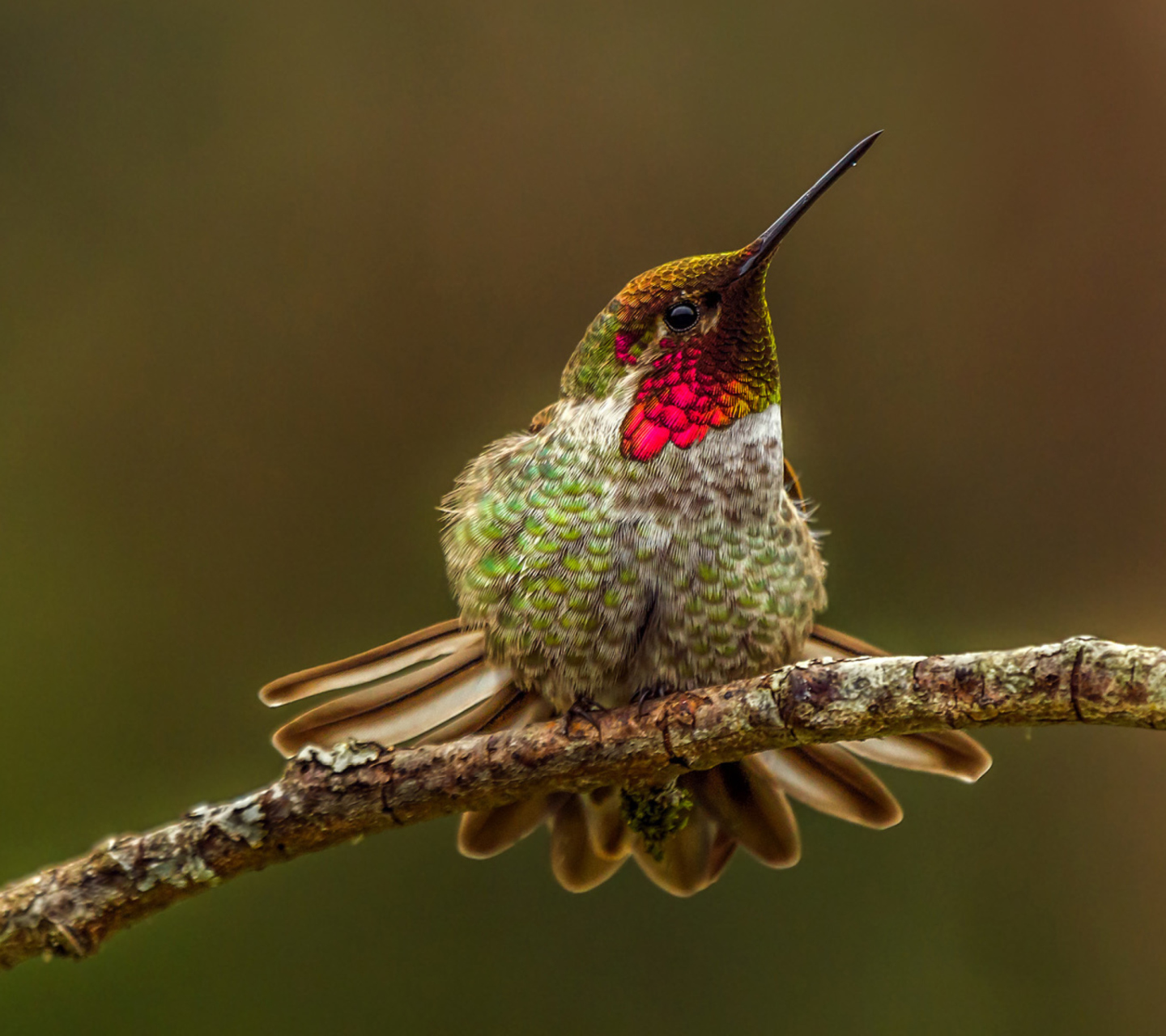 Das Hummingbird Wallpaper 1440x1280