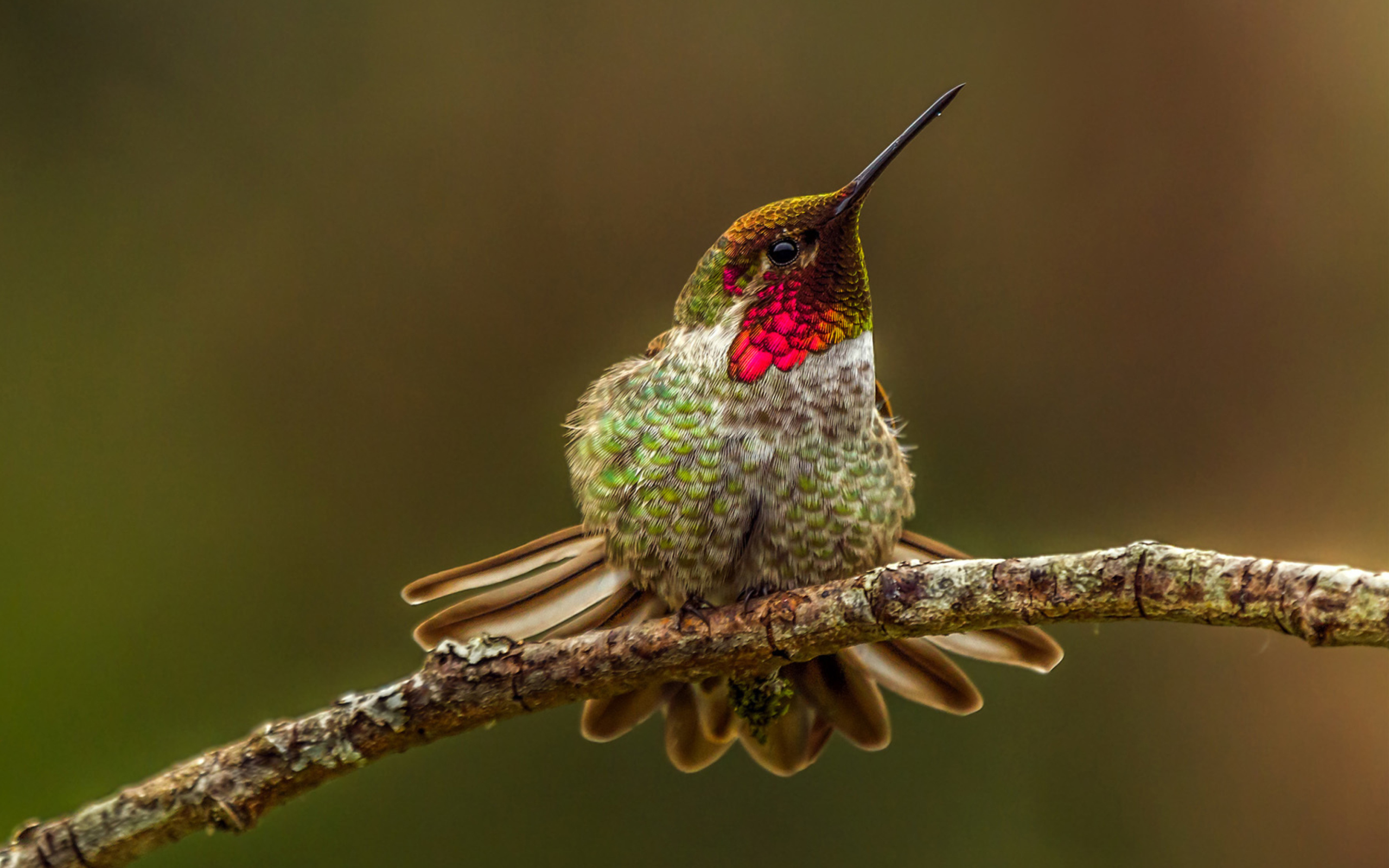 Sfondi Hummingbird 2560x1600