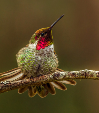 Hummingbird - Obrázkek zdarma pro 750x1334