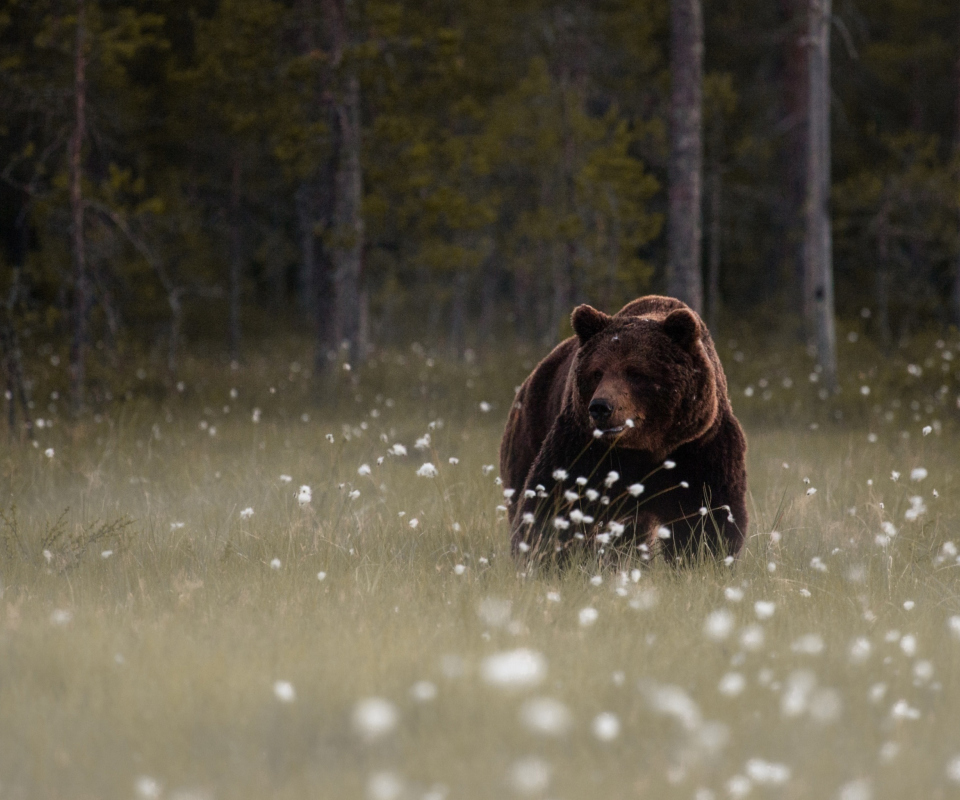 Das Bear Walking Out Of Forest Wallpaper 960x800