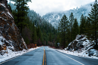 Forest Road in Winter - Fondos de pantalla gratis 