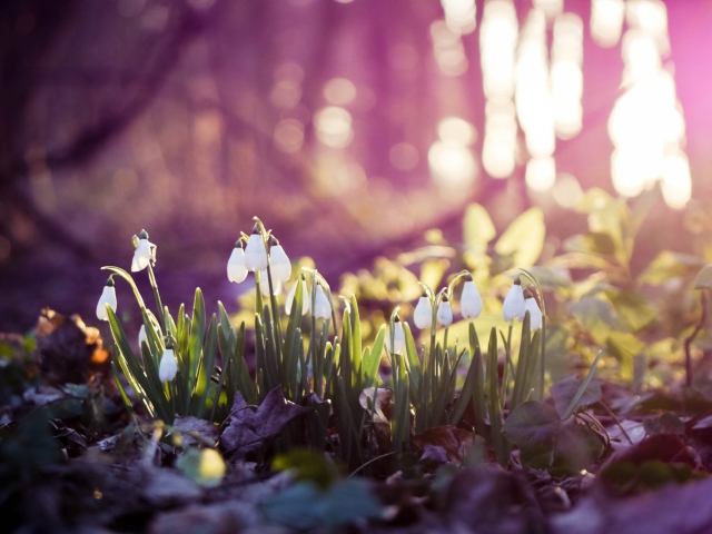 Snowdrops wallpaper 640x480