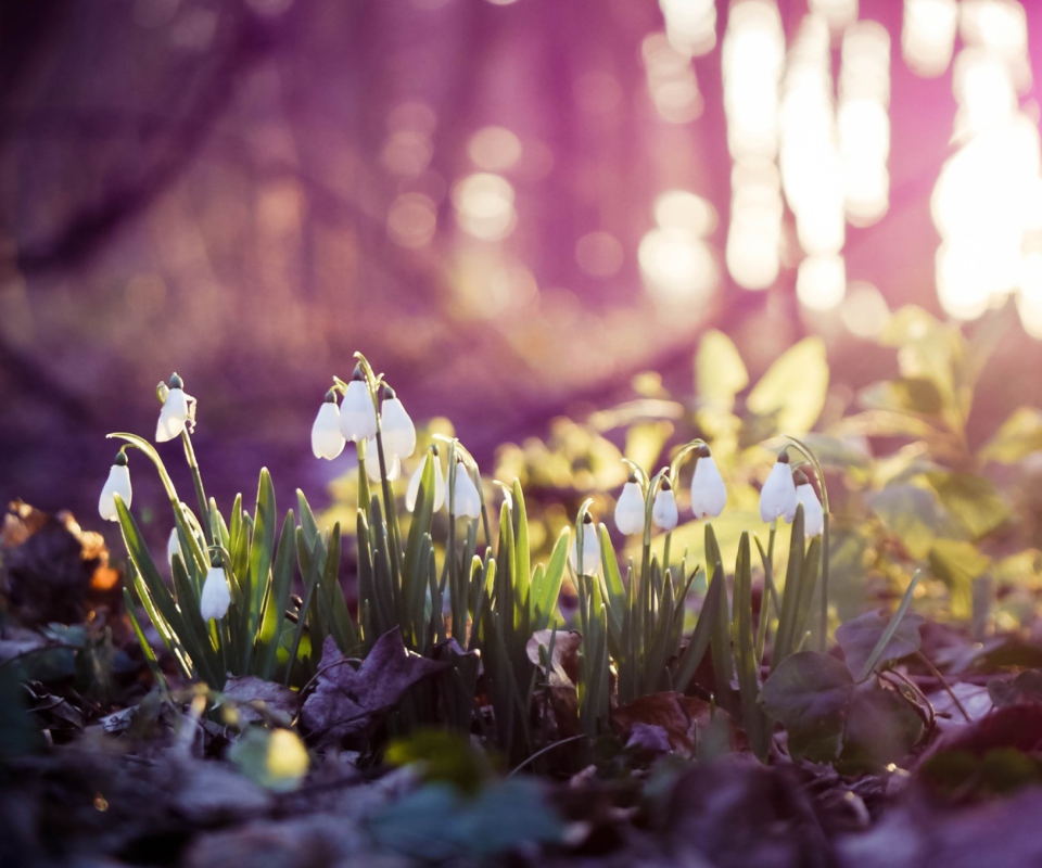 Snowdrops wallpaper 960x800