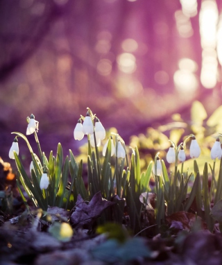 Snowdrops - Obrázkek zdarma pro 176x220