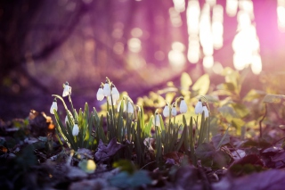 Snowdrops - Obrázkek zdarma 