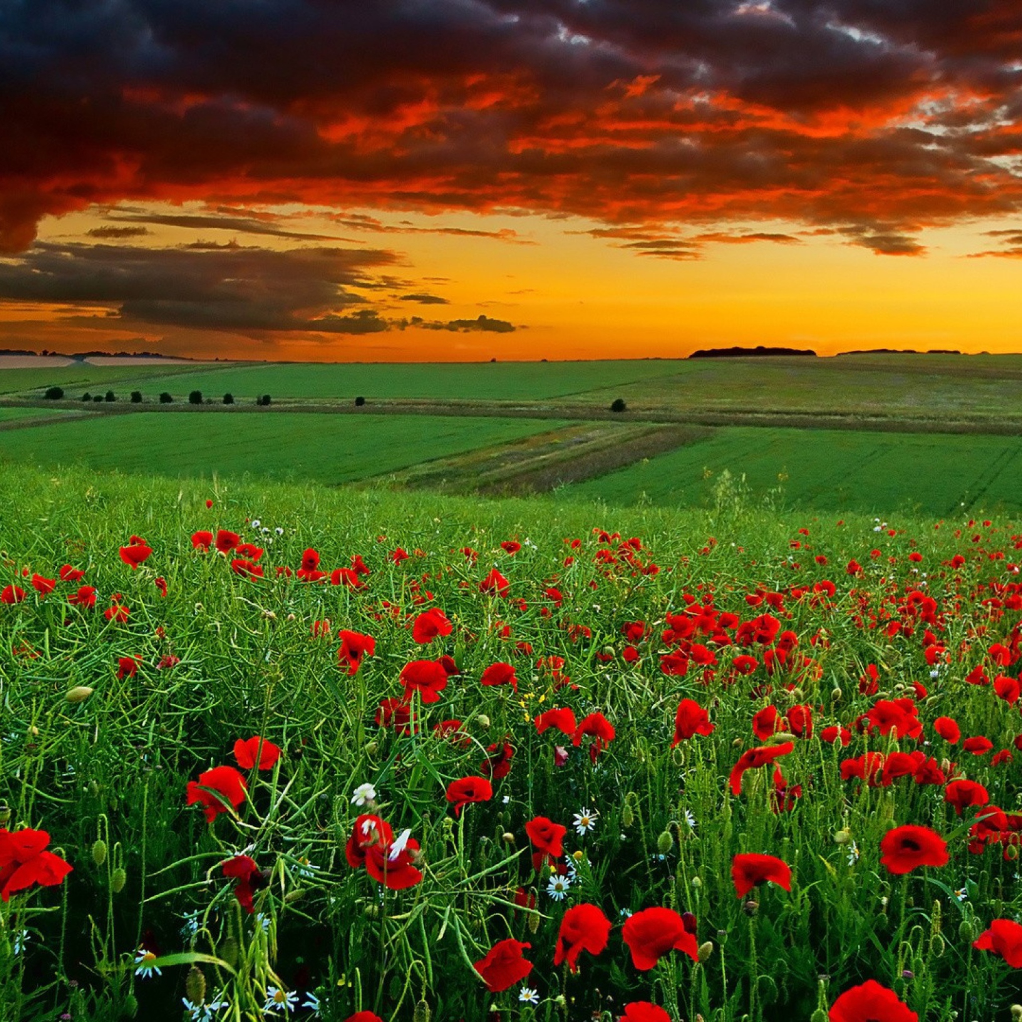 Poppy Field At Sunset wallpaper 2048x2048