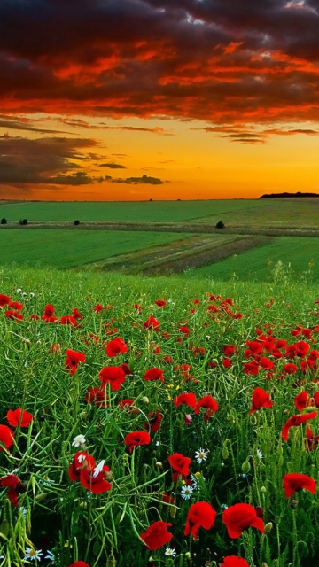 Обои Poppy Field At Sunset 360x640